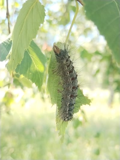 A close-up, low-angle shot features a fuzzy caterpillar hanging from a green leaf. The caterpillar has a segmented body with black and gray markings and is covered in fine hairs. Its head is facing downwards and to the left. The leaf it is on is partially eaten. The background is blurred and consists of green foliage and bright, out-of-focus sunlight, suggesting an outdoor environment during the daytime. The location is identified as Chebarkul', Russia.