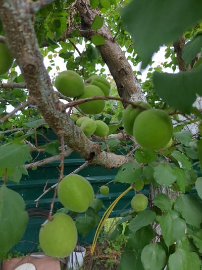 The image is a close-up, eye-level shot of green, unripe apricots hanging from a tree branch in Boryspil, Ukraine. The focus is on the fruit and the textured bark of the tree. In the background, a green corrugated metal fence is visible, along with some foliage and white pots. The overall impression is one of nature in an urban or suburban setting, likely during the spring or early summer. There are no people or animals in the image.