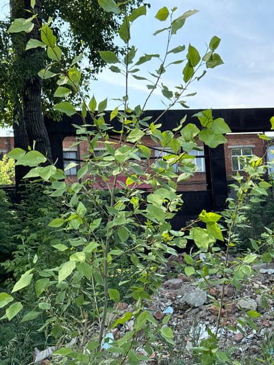 The image depicts a natural scene with dense green foliage in the foreground and a brick building with dark trim and windows in the background. A large tree with dark bark is visible on the left, and the ground is covered with rubble, including bricks and concrete. The sky is blue with some clouds. The location is specified as Leninsk-Kuznetsky, Russia.
