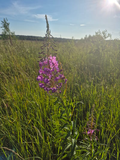 This is a vertical, slightly angled, outdoor, medium shot of purple fireweed flowers in bloom against a backdrop of tall green grass. The sun is shining brightly from the top left, casting a lens flare across the sky and illuminating the plants. The sky is a bright blue with scattered white clouds. The scene appears to be a meadow or field. The time of day is likely morning or afternoon, given the bright sunlight and the direction of the sun's rays. The overall mood is serene and natural. There is no visible text in the image.