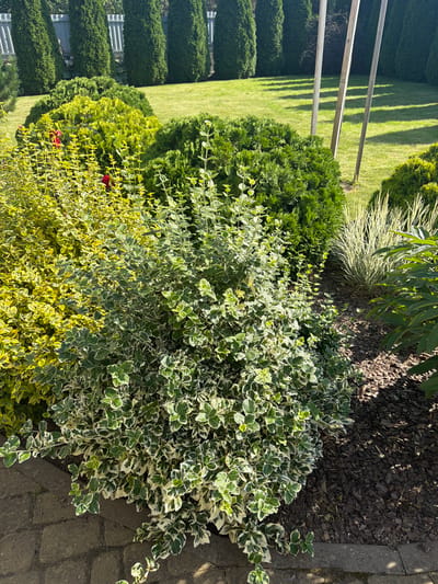 The image depicts a well-maintained garden in the Samakhvalavicki Sel'ski Savet, Belarus. The foreground features a variegated evergreen shrub with green and white leaves, bordering a paved walkway made of gray cobblestones. To the left and behind this shrub, another shrub with bright yellow and green foliage is visible, along with a hint of red flowers, possibly roses. In the mid-ground, several rounded green bushes and a clump of tall, thin, light-colored ornamental grass are arranged. The background showcases a neat lawn and a row of tall, conical evergreen trees, likely thuja or cypress, forming a natural fence. The scene is bathed in sunlight, casting shadows across the grass and mulch. Three vertical wooden poles are also visible in the background, set against the lawn. No people are present in the image.
