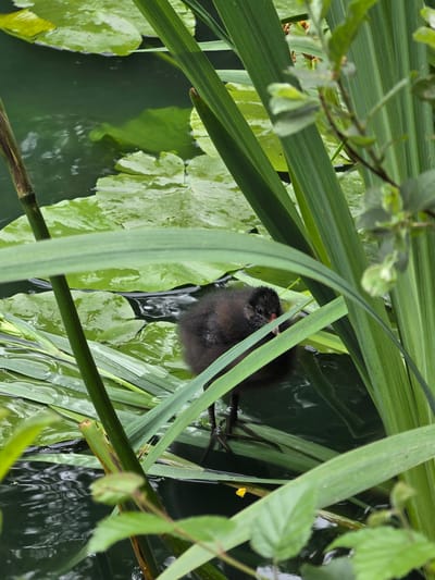 The image captures a close-up view of a young, dark-feathered waterfowl chick, likely a moorhen, situated amidst dense green aquatic vegetation at the edge of a pond. The chick, positioned slightly left of the image's vertical center, exhibits fluffy black down and distinct orange-red markings on its forehead and around its beak. Its slender, dark legs are visible, supporting it on partially submerged or floating green leaves. The water in the pond is dark green, showing subtle ripples and reflections, and is populated by several large, round green water lily pads that float on the surface in both the foreground and background. Tall, vibrant green reeds and grasses grow vertically, forming a natural enclosure around the chick, with many leaves appearing wet. Additional out-of-focus green foliage is visible on the right and top portions of the frame, contributing to the wetland environment. The scene is located in Connah's Quay, United Kingdom.