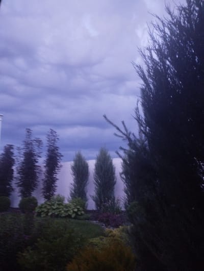 The image depicts a landscape with various types of trees and a cloudy sky. In the foreground, there is a large, dark evergreen tree. Behind it, a row of slender, dark green trees is visible, some appearing as tall spires. Further back, there is a cluster of lighter green, bushy plants, and beyond that, a line of what appear to be evenly spaced, dark, conical trees. The sky is overcast with a pale, purplish-blue hue. The setting appears to be a garden or park area, possibly a residential yard, with manicured greenery. No people are visible in the image. The overall impression is a subdued, possibly evening or pre-storm scene. It is impossible to ascertain the specific location within Berdychiv, Ukraine, from this image alone.