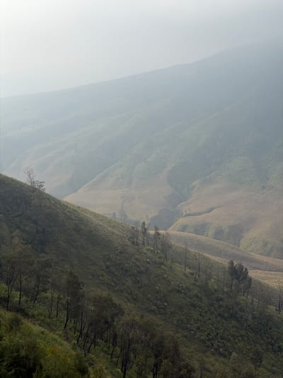 This image depicts a misty, mountainous landscape in Ngadas, Indonesia. The foreground is dominated by a steep, grassy slope dotted with sparse trees and vegetation. The trees are bare of leaves and have dark, slender trunks, suggesting a dry season or a harsh environment. The slope transitions into a valley with rolling hills that recede into the background. The distant hills are shrouded in fog and mist, creating a soft, diffused light and a sense of depth. The overall impression is one of natural beauty and serene isolation. The colors are muted, with shades of green, brown, and gray predominating, further emphasizing the atmospheric conditions.