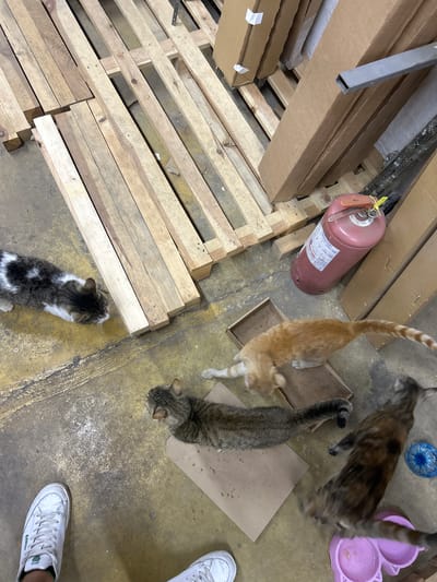 The image shows an indoor setting, likely a warehouse or storage area, with several cats. The floor is concrete with yellow and grey markings, and there are wooden pallets stacked on the left side. In the background, there are cardboard boxes and a red fire extinguisher. Several cats are scattered throughout the scene: an orange tabby is standing, a grey tabby is walking, a tortoiseshell cat is walking, and a black and white cat is sitting. Two pink cat food bowls, one with some food or liquid, are visible on the right. Two pairs of white sneakers are also in the frame, suggesting a person is present or was recently present in the area. The lighting appears to be artificial, typical of an indoor environment. No specific time of day or weather conditions can be determined. The overall impression is a utilitarian space where stray or domestic cats have found shelter. There is some text visible on the fire extinguisher, but it is not clearly legible.