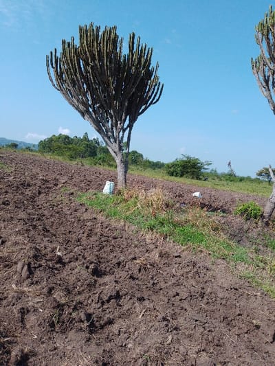 A field of freshly plowed dark soil dominates the scene, sloping upwards towards a backdrop of green trees and a clear blue sky. Two candelabra trees stand prominently, one on the left and a partial one on the right. Scattered near the base of the trees are patches of green grass and dry vegetation, with a few white bags nearby. The landscape gives a rural, agricultural feel.