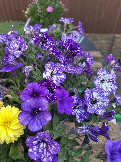 The image shows a close-up of various flowers in a garden in Strood, United Kingdom. Predominantly, there are purple petunias, some with a speckled pattern of white spots on a dark purple base and others are of a solid deep purple hue. A yellow dahlia is present at the bottom. Green leaves fill the background. The overall setting appears to be outdoors. A brown, wood fence is visible in the background.