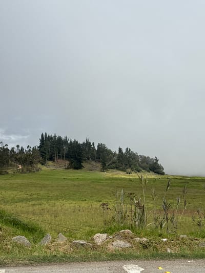 The image displays a rural landscape under an entirely overcast, light grey sky. In the immediate foreground, a narrow segment of asphalt or dirt road is visible, featuring a partial white line marker on the left and scattered yellow, triangular debris on the right. Immediately behind the road, a row of light grey, irregularly shaped rocks is present, interspersed with dry, light brown grass and patches of green weeds. A thin, dark, horizontal line, consistent with a wire fence, extends across the mid-foreground, positioned behind the rocks and shorter vegetation. Tall, reedy plants with green and purplish stems, along with some dried, darker plant stalks, are visible in this zone, particularly on the right.
The midground is occupied by an expansive, undulating green grassland, displaying variations in hue and texture. A lighter-colored path or track is discernible winding through the grass and ascending towards a group of trees on the left. A dense line of mixed forest, composed of dark green coniferous trees (pines) and lighter green, possibly eucalyptus-like trees, occupies a low hill stretching across the middle and right sections of the image. Several fallen logs or cut tree trunks are visible among the trees, especially near the center. To the far right, the treeline blends into a thick bank of white-grey fog or low clouds, which completely obscures the distant landscape. The scene presents a natural environment typical of the high-altitude rural regions surrounding Soacha, Colombia. No human figures or animals are present.