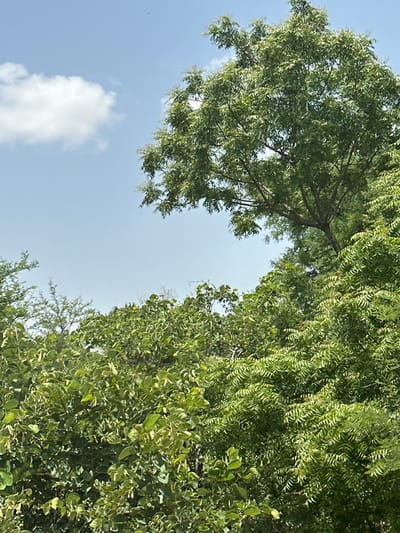 The image depicts a dense canopy of green foliage against a pale blue sky. A few wispy white clouds are visible in the upper left quadrant. The leaves are varied in shape and texture, with some appearing broad and round, while others are long and feathery, suggesting a mix of tree and shrub species. The overall impression is of a lush, natural environment. The scene is likely outdoors, possibly in a park, garden, or rural area. There are no people, animals, or man-made structures clearly visible. The lighting suggests it is daytime, with the sun likely positioned above and to the right, casting shadows within the dense foliage. The location is identified as Atawa, Nigeria.