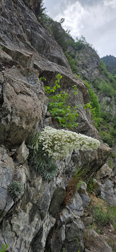 This image captures a steep, rugged mountain cliff face composed primarily of fractured grey and brown rock. The photograph is taken from a low angle, looking upwards towards the summit, emphasizing the height and imposing nature of the cliff.
The central subject is a striking plant growing directly from a rock crevice. It features a tall, conical inflorescence densely packed with numerous small white flowers. At its base, the plant has a prominent rosette of thick, elongated, blue-green, succulent-like leaves, characteristic of an *Echium* species. To the left of this flowering plant, a young, bright green leafy shrub or tree branch sprouts from the rocky terrain. Further right and below the main plant, a smaller plant with similar rosette leaves is visible, along with scattered tufts of dry grass and other sparse green vegetation clinging to the rocks.
The sky in the upper left portion of the image is overcast with grey clouds, indicating a cloudy daytime. There is no human or animal activity depicted in the scene. The image showcases the resilience of flora thriving in a harsh, rocky environment. No visible text is present. The scene is consistent with a mountainous region like that found around Sahún, Spain.
