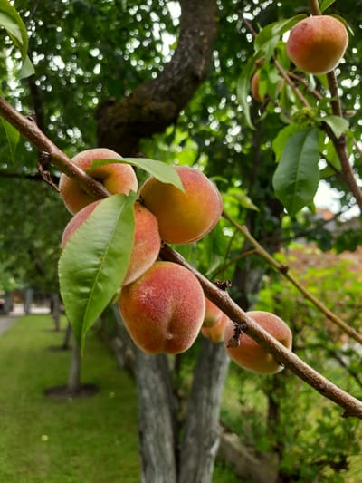 A cluster of ripe peaches hangs from a tree branch in Drohobych, Ukraine. The peaches are round with a fuzzy skin, displaying a gradient of pink, orange, and yellow hues. Some peaches are partially obscured by vibrant green leaves. The branch they are attached to is thin and brown, with small dark buds visible. In the background, a lush green lawn stretches out, dotted with young trees. A wooden fence runs along the edge of the lawn. The overall atmosphere is one of natural abundance and growth.