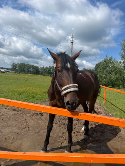 A brown horse with a white blaze on its forehead is standing behind an orange fence in Kurtsevo (Kovriginskii S/S), Russia. The horse is wearing a bridle with a padded noseband. The ground in front of the horse is muddy and has puddles. In the background, there is a green field with yellow flowers, trees, and a building. The sky is partly cloudy with blue sky visible. There are power lines and a communication tower in the distance.