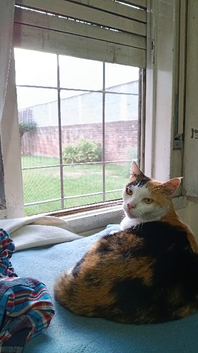 A calico cat, predominantly black, orange, and white, is observed seated on a light blue textured surface, likely a bed or cushion, adjacent to a window inside a residence in Bella Vista, Argentina. The cat's body faces away from the camera, positioned towards the right of the frame, while its head is turned back towards the viewer, displaying yellowish-green eyes and a noticeable notch on its left ear. To the left of the cat, a crumpled plaid fabric, featuring red, blue, and white checks, rests on the blue surface. A folded white fabric item is visible behind the cat, near the window sill. The window, equipped with a fine mesh screen and divided into multiple panes by dark frames, shows signs of wear on its light-colored frame. Beige horizontal slat blinds are partially lowered above the window. The exterior scene visible through the window depicts a green grassy yard containing sparse shrubbery, enclosed by a tall, reddish-brown brick wall with a light-colored coping. The outdoor lighting is bright and diffused.