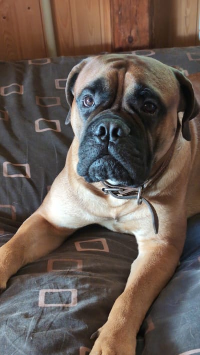 A close-up, tilted shot shows a large bullmastiff dog lying on a brown and gray patterned duvet. The dog is a fawn color with black markings around its muzzle and eyes, and its head is turned towards the camera, with one eye open and looking directly at the viewer. The dog is wearing a dark brown leather collar with silver hardware. The background on the left is a wooden surface, appearing to be a wall or furniture with horizontal planks, likely indoors. The duvet has a repeating pattern of light brown rectangular outlines. The overall lighting suggests it is daytime, and the dog appears calm and relaxed, possibly resting or posing for the photo. The context provided indicates the location is Yarishnoe (Zinyakovskii S/S), Russia. There is no visible text in the image.