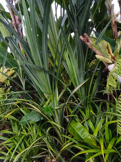 The scene depicts a dense composition of various tropical foliage in Pea Reang District, Cambodia. Dominating the upper and central areas are numerous tall, upright, strap-like leaves of a deep green hue. Below these, a thick undergrowth features smaller plants with variegated green and yellow-striped leaves, some appearing slightly wilted or dry at their tips. Interspersed throughout are broader, ovate green leaves, some showing visible water droplets on their surfaces. On the right side, a cluster of brown, decaying wooden branches is visible, serving as a host for epiphytic plants, including a Bird's Nest Fern with broad, wavy, deep green fronds edged in brown. Additional delicate fern fronds are visible towards the lower right. The overall color palette is predominantly shades of green, with natural, diffused light illuminating the plant textures. No human subjects, animals, or man-made objects are present.