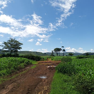 The image shows a muddy, unpaved road in Keyian ward, Kenya, passing through a field of corn. Two people are walking on the road in the distance, one wearing an orange shirt, and the other wearing a red shirt. The road is wet with puddles and scattered corn stalks. On either side of the road are fields of maize. A large tree stands on the left side of the road. In the background, there are rolling hills and scattered trees. The sky is blue with scattered white clouds.
