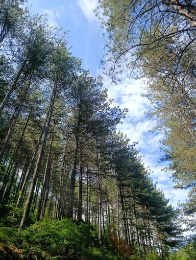 This is a low-angle shot looking up at a dense forest of tall pine trees against a bright blue sky with scattered white clouds. The trees are densely packed, with their trunks creating vertical lines that lead the eye upwards. The sunlight filters through the branches, creating patches of light and shadow on the forest floor, which is covered in green foliage and undergrowth. The scene appears to be a natural landscape, likely in the vicinity of Nevestino, Bulgaria, characterized by its woodland terrain. There are no people or animals visible in the image. The overall impression is one of a serene and verdant natural environment.