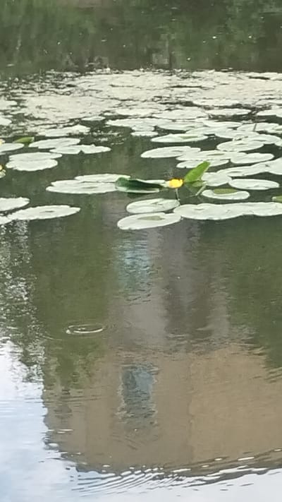 The image shows a close-up, slightly distorted view of water lilies on the surface of a body of water, possibly a pond or lake. The lily pads are predominantly white, with some showing green in their centers, and they are clustered together. A small green stem with a bright yellow flower or bud is visible among the lily pads, adding a spot of color to the scene.

The water itself reflects the surroundings, creating a blurred and abstract visual. On the right side of the image, a reflection of a building with a light-brown facade is discernible, along with some greenery. The reflections are rippled, indicating movement on the water's surface, perhaps due to a gentle breeze. The overall impression is a serene, natural setting, likely outdoors during the daytime given the brightness of the reflection and the color of the lily. The water appears dark green or murky in some areas, interspersed with lighter, reflective patches. There is no visible text in the image. The focus is on the texture and reflections of the water and the delicate forms of the lily pads and flower.