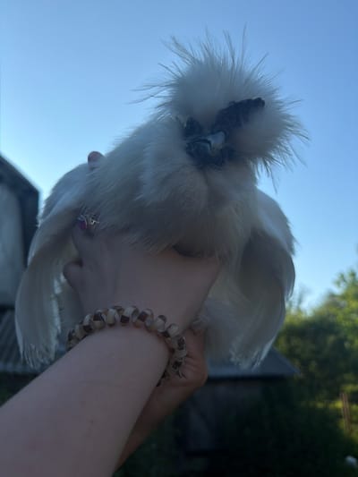 A close-up, low-angle, outdoor shot captures a person holding a white Silkie chicken against a clear blue sky. The chicken's fluffy white feathers contrast with its dark comb and wattles. The person's left arm and hand are visible, adorned with a ring featuring a pink stone and a bracelet made of brown and beige spiral-shaped beads. In the blurred background, a building and lush green foliage suggest a rural or suburban setting. There is no indication of the image being taken in Uhersko, Ukraine.