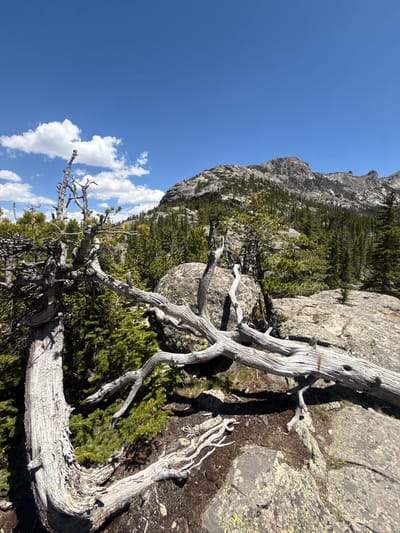 A wide-angle, eye-level shot captures a scenic mountain landscape under a clear blue sky with scattered white clouds. In the foreground, a gnarled, weathered dead tree trunk stretches horizontally across the frame, its bleached branches reaching out. Behind the fallen tree, lush green pine trees cover rocky slopes, leading up to a rugged, granite mountain range in the background. The scene appears to be a natural, outdoor environment in Allenspark, United States.