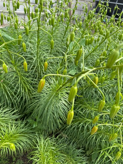 The image depicts a dense cluster of green, elongated flower buds hanging from thin stems, set against a background of similar foliage. The buds are clustered on multiple branches, some of which are curved or bent. A greyish, textured wall or fence is visible in the upper left quadrant of the image, and a hint of darker, out-of-focus background elements is present further back. The overall impression is of a lush, green plant in its early flowering stage. The scene is likely outdoors in a garden or natural setting. Specific location details in the city of Қосшы, Kazakhstan are not determinable from the visual information provided.