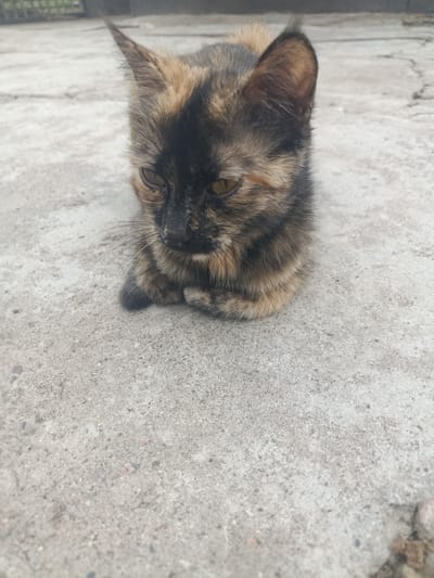 A tortoiseshell kitten is resting on a cracked concrete surface. The kitten is positioned in the center of the frame, curled up with its paws tucked underneath its body. Its fur exhibits a mottled pattern of black, brown, and orange. The kitten's ears are pointed, and its eyes are partially closed. The concrete ground is uneven with visible cracks and small stones. In the background, a blurred fence or railing can be observed. The image appears to have been taken outdoors in an urban or semi-urban environment, potentially in Бетқайнар, Kazakhstan, given the context provided.