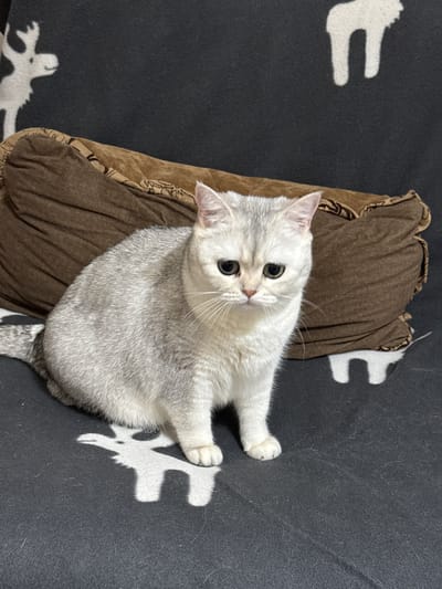 A white and silver cat is sitting on a black blanket with white animal silhouettes. The cat is a British Shorthair with green eyes and a light-colored coat. Behind the cat is a brown textured pillow. The scene is indoors, with no visible indication of location in the city of Чёрная, Russia.