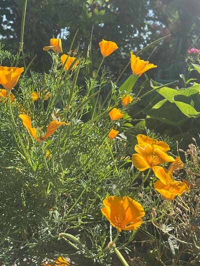 The image depicts a close-up view of California poppies in a garden, bathed in the warm light of the sun. The flowers, predominantly a vibrant orange hue, are clustered together amidst lush green foliage. Some of the poppies are in full bloom, their delicate petals unfurled, while others are still in bud or have begun to wither. The background is a soft blur of green leaves and dappled sunlight, suggesting an outdoor setting. The image does not contain any people or any specific landmarks to identify the location as Kosharevo, Bulgaria. The scene is static and natural, focusing solely on the beauty of the flowers and their environment.