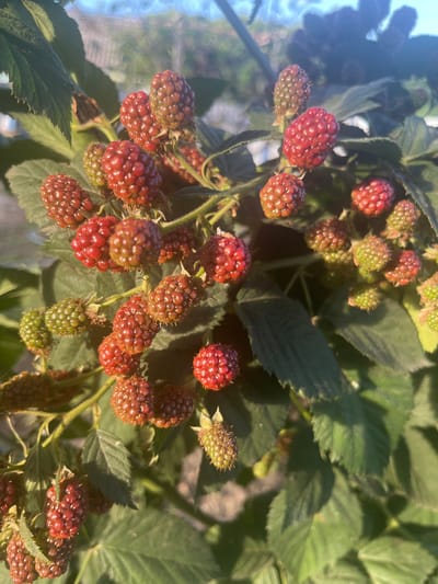 In Otrado-Olginskoye, Russia, a close-up, sun-drenched photograph captures a cluster of ripening blackberries on a bramble bush. The berries display a gradient of colors, from unripe green to deep red and some nearing blackness. The thorny stems and lush green leaves of the plant are visible, with sunlight casting shadows and highlighting the textured surface of the fruit. The background is softly blurred, suggesting an outdoor setting with natural light.