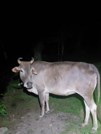 A light gray-tan domestic cow stands centrally on uneven dark earth and sparse green grass in Blang Pohroh, Indonesia, under nighttime conditions. The cow's head is angled slightly left and forward, its gaze directed at the viewer. It features two short, curved horns and a rope around its muzzle. The immediate foreground is illuminated by a direct artificial light source, while the background is deep shadow, revealing only faint, indistinct outlines of trees or tall vegetation. No other subjects or interactions are visible.