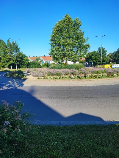 The image captures a sunny day in Nový Jičín, Czechia, featuring a traffic circle with a central flowerbed. The roundabout is paved with asphalt, and the central island is densely planted with low-lying purple flowers and some scattered red and white blooms at the base. Behind the flowerbed, a large deciduous tree with vibrant green foliage stands prominently. In the background, residential buildings with orange-tiled roofs are visible, along with more trees and streetlights. To the right, a yellow billboard with black text and graphics is affixed to a fence. A shadow of a building or structure is cast across the asphalt of the roundabout. Green grass and bushes are present in the foreground and along the edges of the road. The sky is a clear, bright blue, indicating good weather.