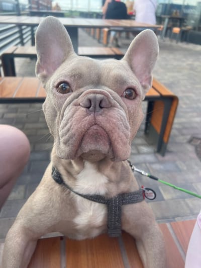 A close-up, head-on shot focuses on a fawn-colored French bulldog with large, erect ears, its front paws resting on a wooden table. The dog has expressive brown eyes, a wrinkled snout, and appears to be looking directly at the camera. It is wearing a dark gray harness with a leash attached. The background suggests an outdoor seating area, possibly a cafe or restaurant, with more wooden tables and benches visible. The ground is paved with light gray tiles. In the blurred background, partially visible figures of people can be seen sitting at tables. There are no discernible landmarks or specific environmental features that would indicate a location in Hadzynka, Ukraine. The lighting is natural and suggests an outdoor setting during the day.
