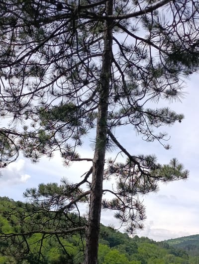 The image depicts a close-up view of a tall pine tree in the city of Nevestino, Bulgaria. The tree's trunk, textured and rough, occupies the center-right of the frame, extending upwards. Its branches, laden with green pine needles, spread out against a pale, overcast sky. The intricate network of branches creates a dense canopy, with some needles appearing sharp and elongated. In the background, a lush, green forest covers rolling hills, suggesting a natural, possibly mountainous, landscape surrounding the city. The overall impression is one of natural serenity, with the pine tree serving as a dominant element against the backdrop of the Bulgarian wilderness.