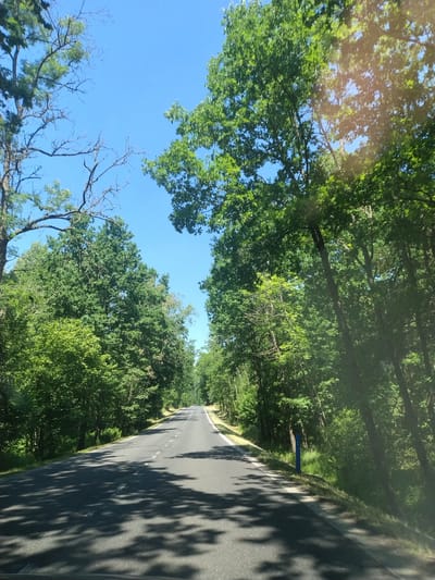 The image depicts a road curving through a lush, green forest on a bright, sunny day. The perspective is from inside a vehicle, looking out and slightly upwards. Tall trees with dense foliage line both sides of the asphalt road, casting dappled shadows on the surface. The sky is a clear, vibrant blue, indicating good weather.

The road appears to be a rural or semi-rural route, with no other vehicles or people visible. The overall setting evokes a sense of peaceful travel through a natural landscape. The strong sunlight suggests it is likely midday or early afternoon. There is a blue sign visible on the right side of the road in the distance, but the text on it is not discernible. The image is slightly rotated, with the road appearing to lead away from the viewer and towards the top of the frame. The scene captures the feeling of a scenic drive on a summer day.