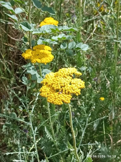 This image depicts a close-up view of yellow yarrow flowers in a natural setting. The flowers are clustered in flat-topped arrangements, with numerous small blooms. They are surrounded by green foliage, with some dried grasses and other plants visible in the background. The lighting suggests it is daytime. The timestamp in the lower right corner indicates the image was taken on June 20, 2026, at 16:13. The specific location within Ak-Beshim, Kyrgyzstan, cannot be determined from the image alone, but it appears to be an outdoor, likely rural or park-like, environment.