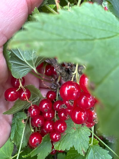 In Novogorbovo, Russia, a close-up shot focuses on a cluster of ripe red currants hanging from a branch. The berries are a deep, glossy red, and some are partially obscured by vibrant green leaves. A human hand, with pinkish skin and visible fingerprints, gently supports the branch from the left side of the frame. The background is a blur of green foliage, suggesting an outdoor, natural setting within a garden or natural area. The lighting appears to be natural daylight, highlighting the texture and sheen of the currants.