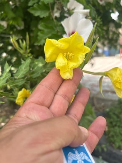 In Tokmok, Kyrgyzstan, a close-up shot captures a hand gently interacting with bright yellow flowers. The hand, belonging to an unidentified person, is positioned to the right of the frame, with the fingers delicately touching the petals of a vibrant yellow bloom. Behind the primary yellow flower, another bloom of the same color is visible, along with a white flower that has red accents. Lush green foliage fills the background, suggesting an outdoor garden setting. The lighting indicates it could be daytime. A small blue and white object, possibly a sticker or label with an emblem, is partially visible near the fingertips. The focus is sharp on the flowers and the hand, creating a shallow depth of field that blurs the surroundings.
