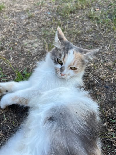 A long-haired calico cat lies on its back on dry, dusty ground with sparse green grass. The cat's fur is predominantly white with patches of grey and orange. Its eyes are open and directed towards the viewer. The background consists of dirt and dry vegetation, suggesting an outdoor environment. The specific location within Sobishchytsi, Ukraine, is not discernible from the image itself.