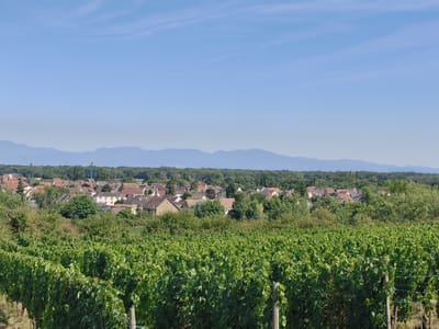 A wide shot captures a vineyard in the foreground, with rows of lush green grapevines stretching across the frame. Behind the vineyard, a village of houses with red-tiled roofs is nestled amongst trees. In the distance, a line of hazy blue mountains forms the horizon, under a clear blue sky with a few faint clouds. The scene appears to be in Herrlisheim-près-Colmar, France, a location known for its vineyards and picturesque Alsatian architecture. There are no people visible in the image.