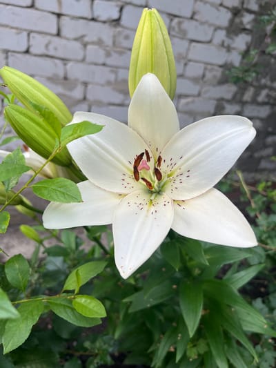 A close-up, top-down shot captures a white lily bloom in focus, with its delicate petals tinged with small brown spots and a pink stamen visible at its center. To the left of the main flower, several closed green buds of the same lily are partially visible, their elongated forms suggesting future blooms. The background transitions from the textured grey and white of a paved walkway on the left to lush green foliage on the right, hinting at a garden setting. The lighting suggests it is daytime, with soft light illuminating the flower. The scene is peaceful and natural, evoking a sense of calm. There is no visible text in the image. The location context is Нестюково, Russia.