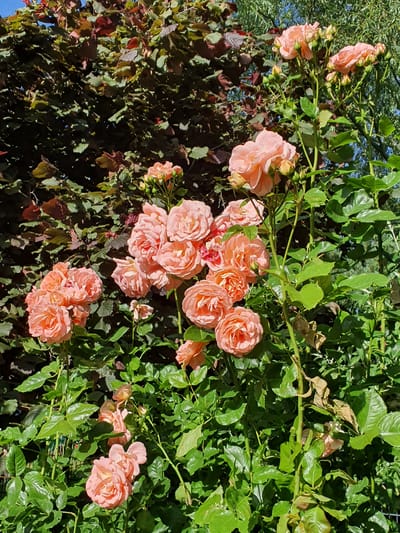 The image depicts a cluster of coral-colored roses in full bloom, with several buds visible. The roses are set against a backdrop of lush green foliage and a dark, textured hedge or tree with reddish-brown leaves. The lighting suggests a sunny day, with shadows cast on the leaves and flowers. In the lower right corner, a faint glimpse of a wire fence can be seen. The scene is likely a garden setting within the city of Falkensee, Germany. There are no people or visible actions occurring.