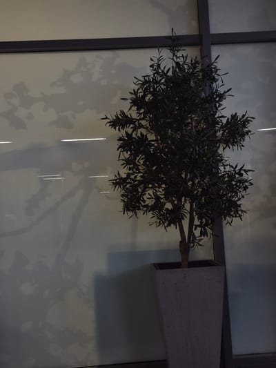 A potted olive tree stands in a tall, grey planter against a large, frosted glass wall. The wall is illuminated from behind, creating diffuse shadows of organic shapes and possibly the tree itself. Horizontal, thin white lights are visible across the lower portion of the glass. The scene appears to be indoors, likely in a modern building. The overall lighting is dim, with the glass wall being the primary light source.