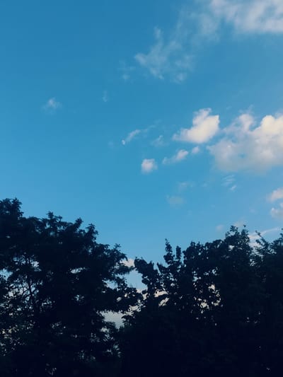 The image depicts a silhouetted view of lush green trees against a bright blue sky. A crescent moon is visible in the upper left quadrant of the sky, along with scattered white clouds. The trees form a dense canopy along the bottom of the frame, with their dark foliage contrasting with the lighter sky. The overall scene suggests a natural landscape, possibly a park or a suburban area, at dusk or dawn given the presence of both the moon and daylight. There are no people or specific identifiable landmarks within the image.