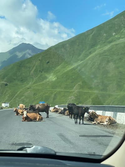 A herd of cows is resting and standing on a paved road, blocking traffic, in a mountainous region, likely near Kanobi, Georgia. The cows are of various colors, including brown, black, and tan. Some are lying down on the asphalt, while others are standing. A concrete barrier runs along the side of the road, separating it from a steep, green, grassy mountainside. In the background, more mountains are visible under a blue sky with scattered clouds. A blue road sign with white lettering is also visible in the distance, indicating a direction. The image appears to be taken from inside a vehicle, as the lower portion of the windshield and dashboard are visible.