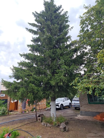 In the rural settlement of Майкөл ауылдық округі, Kazakhstan, a tall evergreen tree dominates the center of the frame, its branches extending outwards against a cloudy sky. To the left, a rustic wooden building with a red brick facade and a wooden door is visible. Laundry hangs on a line attached to the building. In front of the building, a dirt path leads towards two parked vehicles: a white SUV and a light-colored van. To the right, a brick structure with a green-trimmed window and wooden steps is partially visible. The ground is a mix of dirt and dry grass. Small, decorative wooden structures, resembling birdhouses or small shelters, are placed on the ground near the base of the evergreen tree and on the path. The overall scene depicts a residential yard in a rural setting, with a focus on the natural elements of the trees and the man-made structures of the buildings and vehicles.