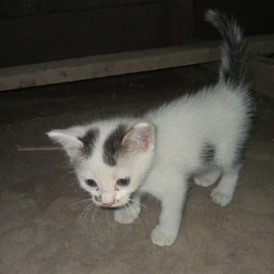 An image captured in Ketowan, Indonesia, depicts a small, primarily white domestic kitten standing on a flat, light grey-brown surface. The kitten possesses irregular dark grey/black patches on its head, specifically above its eyes and between its ears, and one distinct dark spot on its left flank. Its eyes are blue, and the area around its nose appears discolored or stained. The tail is fluffy and exhibits dark stripes towards its tip. The kitten is oriented facing slightly left of the viewer, with its head turned to look directly forward. In the dark background, two horizontal wooden beams or planks are visible, suggesting an indoor or sheltered environment with dim lighting. No other individuals or objects are discernible in the scene.