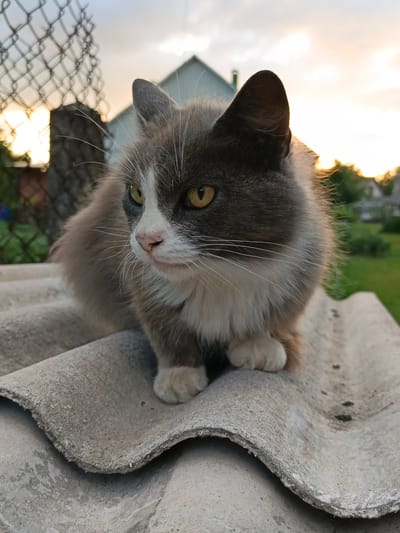 A close-up, low-angle shot captures a fluffy, grey and white cat sitting on a weathered, corrugated roof section. The cat, facing left with its body mostly visible, has bright yellow eyes and a pink nose. Its fur appears soft and slightly windswept, with white fur around its muzzle and chest. The background is a blur of a rural outdoor scene at dusk. A chain-link fence with a metal pole is visible on the left, and a blurred house with a light-colored roof is in the upper background. The sky displays soft hues of orange and yellow, indicating sunset. The overall setting suggests a quiet, possibly domestic, outdoor environment. The location is noted as Loseva, Belarus.