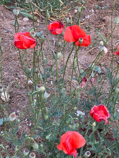This is a close-up, eye-level, outdoor photograph of red poppies in bloom, with several seed pods also visible. The poppies are vibrant red with delicate, papery petals. Some are fully open, while others are partially closed or appear to be wilting. The seed pods are green and bulbous, with distinct star-shaped tops. The plants are growing in dry, dusty soil, with dry grass and other low-lying vegetation visible in the background. The lighting suggests it is daytime, possibly late afternoon or early morning due to the soft light and shadows. The location is identified as Ленинское сельское поселение, Ukraine. There are no people or animals in the image.