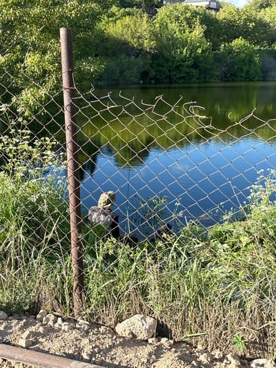 A daytime shot captures a view through a weathered wire fence. The fence is constructed with metal posts and diamond-shaped mesh. Beyond the fence, there is a body of water, reflecting the surrounding trees and sky. The water appears to be a lake or a wide river, with dense vegetation lining the far shore. The ground near the fence is covered with grasses and weeds. The location is near Dzoraghbyur, Armenia. Two ducks are seen resting in the grass near the shore.