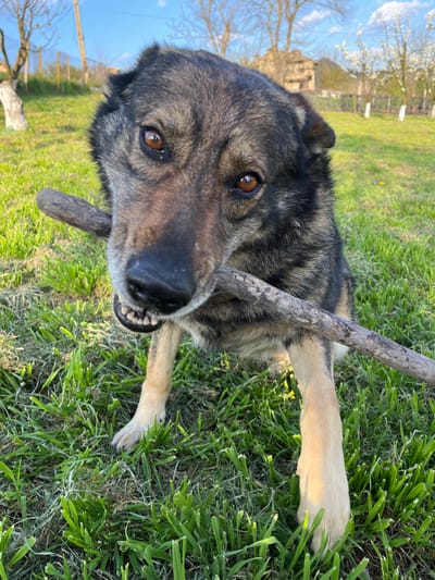 A dog with brown eyes and gray and brown fur lies in grass in Drinovo, Bulgaria. The dog holds a stick in its mouth. The background shows trees and sky.
